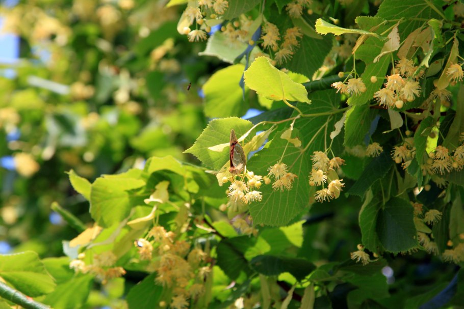 Цветущая липа