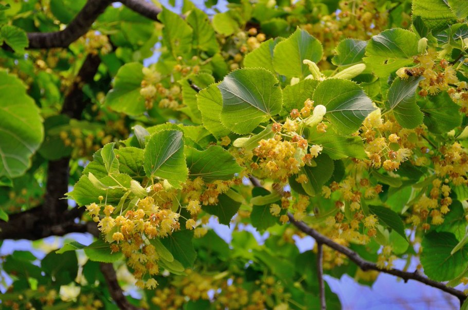 Липа сердцевидная соцветие