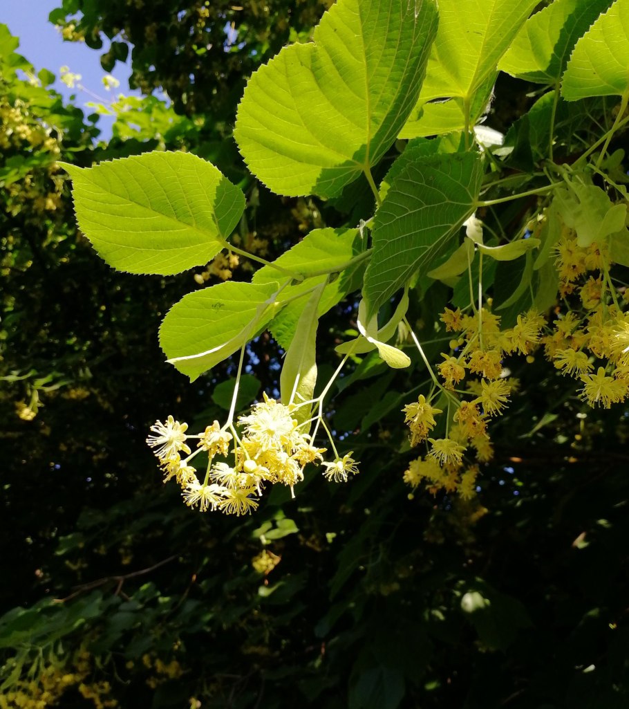 Липа сердцевидная соцветие