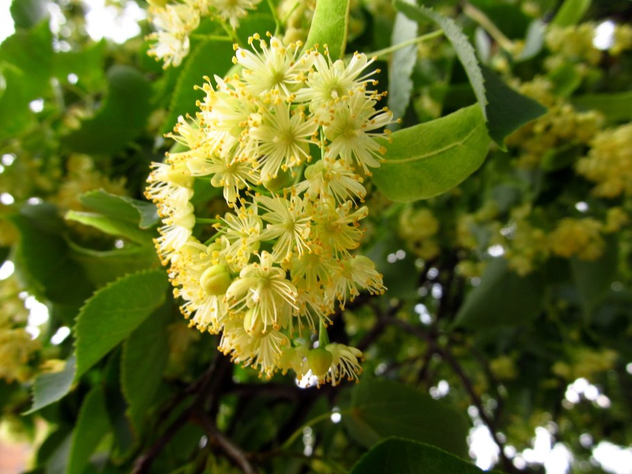 Липа войлочная мелколистная