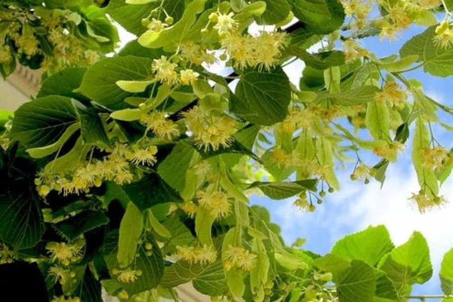 Липа мелколистная ветка