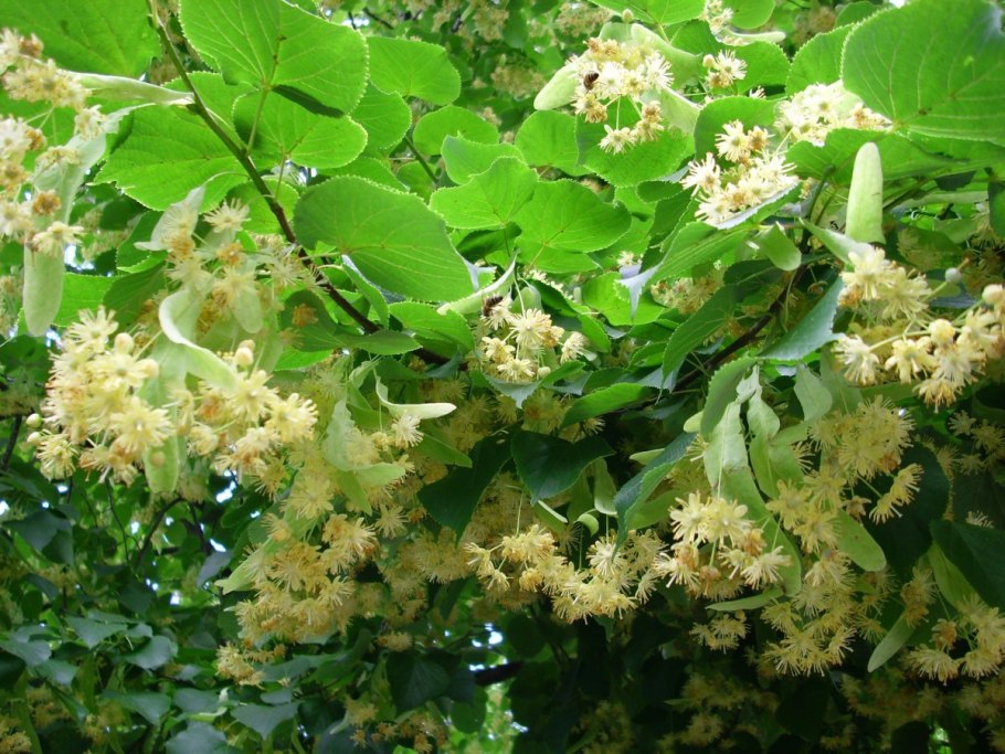 Липа сердцелистная (Tilia cordata)