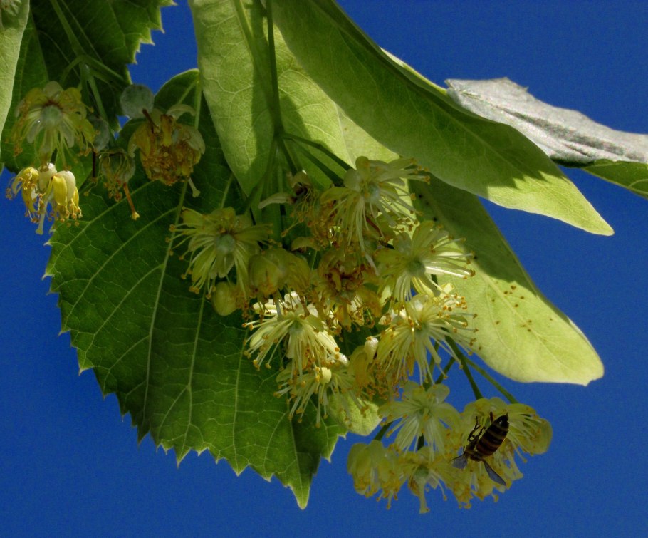 Липа мелколистная цветение