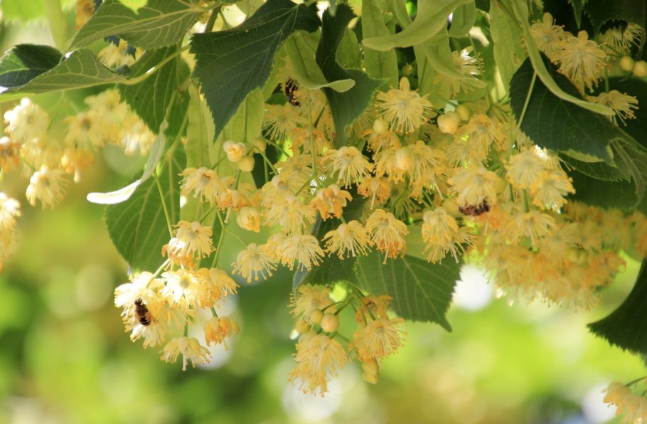 Липа разнолистная