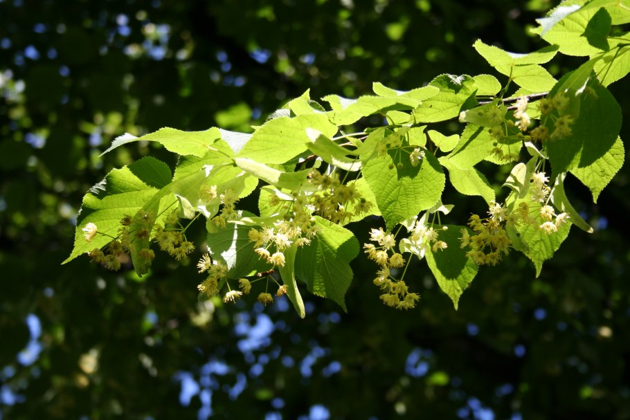 Цветущая липа дерево