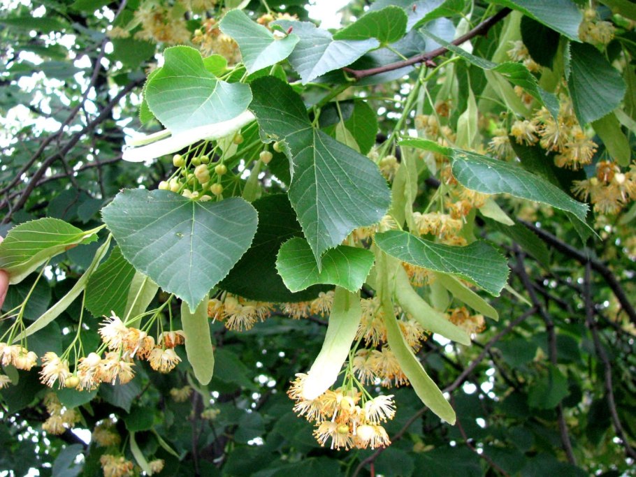 Липа маньчжурская (Tilia mandshurica)