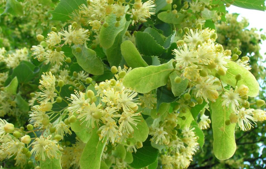 Липа мелколистная, сердцевидная (Tilia cordata)