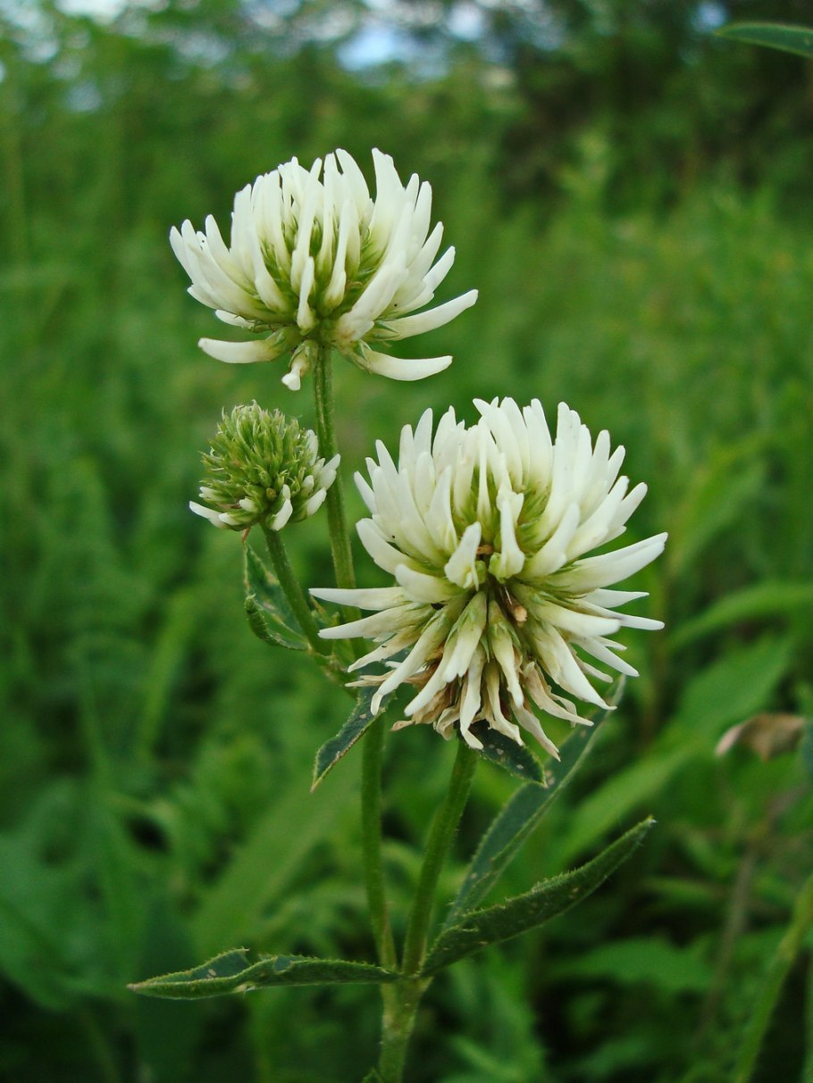 Клевер горный (Trifolium montanum)