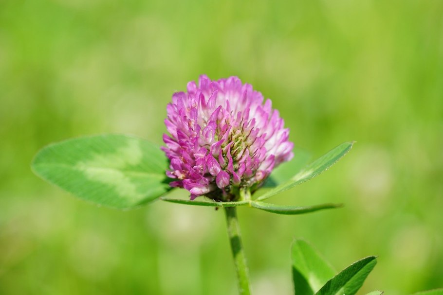 Trifolium montanum