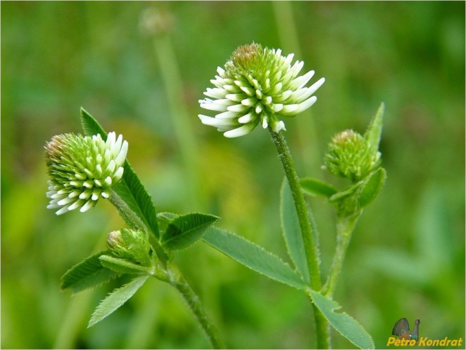 Клевер Альпийский Trifolium Alpestre