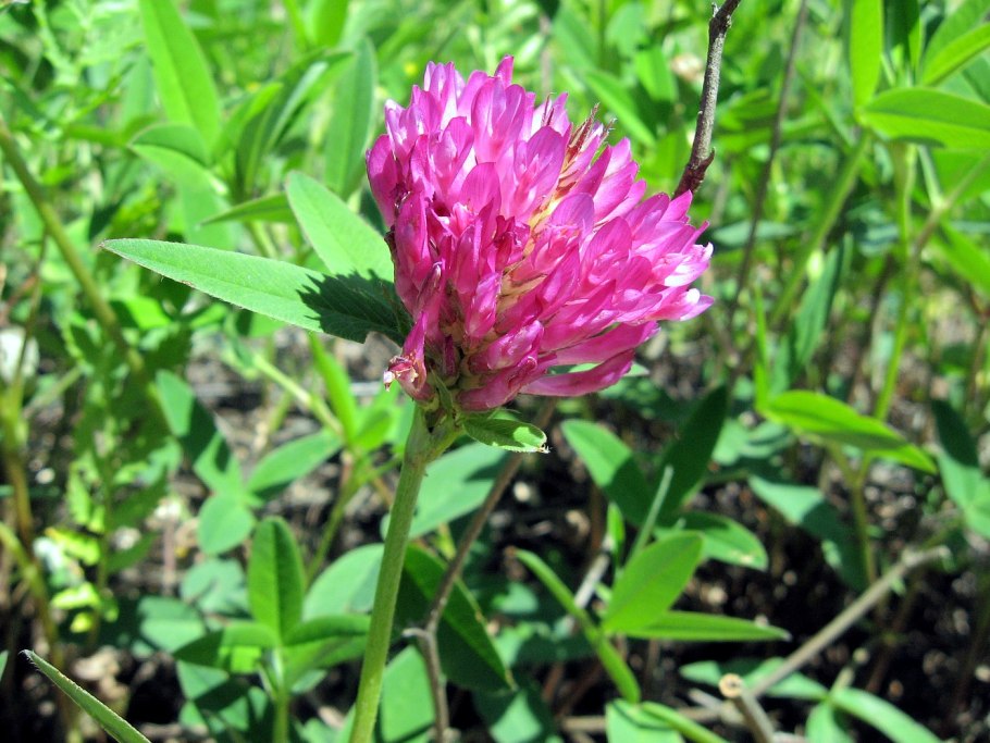 Trifolium montanum