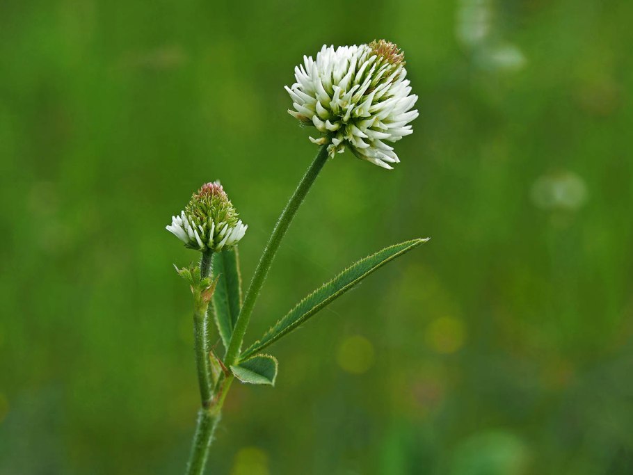 Клевер горный (Trifolium montanum)