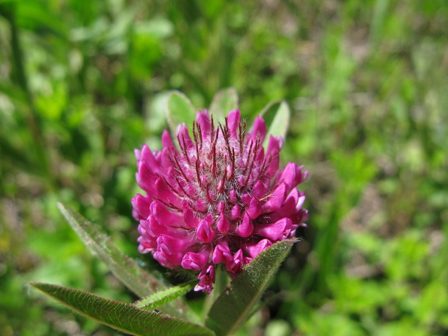 Trifolium montanum