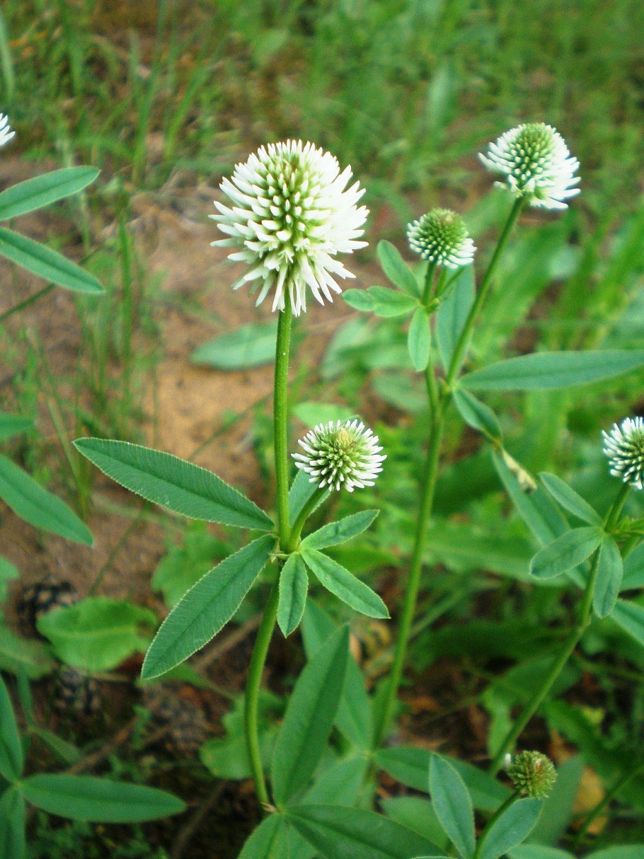 Trifolium montanum