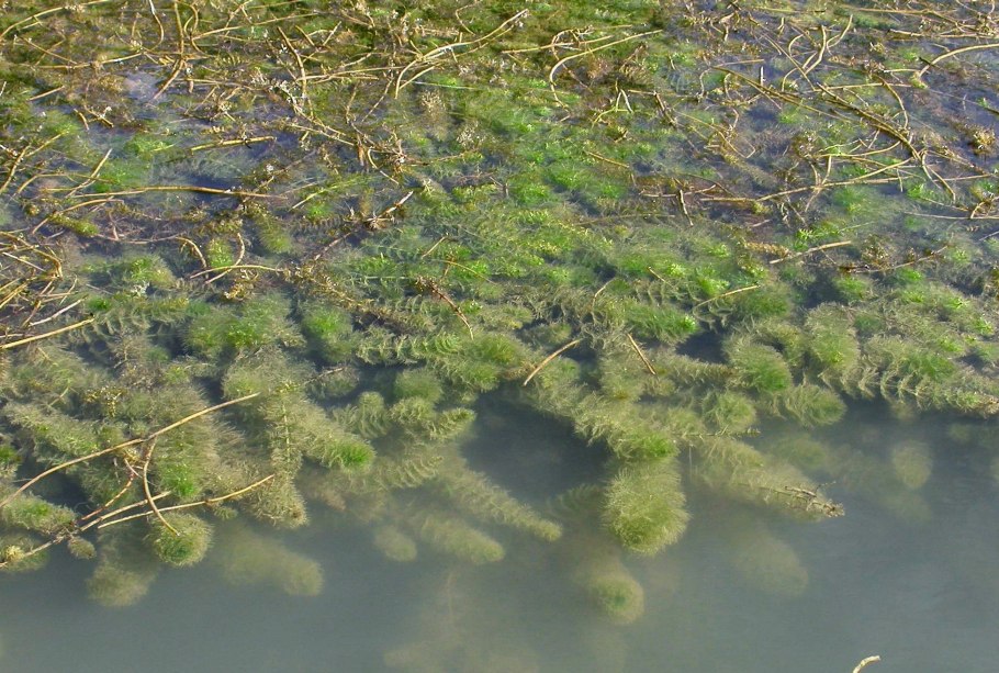 Уруть колосистая (Myriophyllum spicatum),