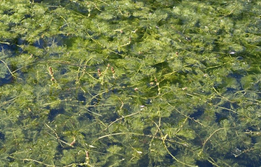 Роголистник полупогружённый