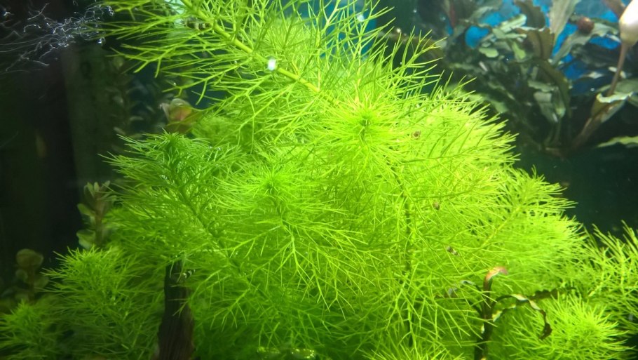 Рдест гребенчатый (Potamogeton pectinatus)