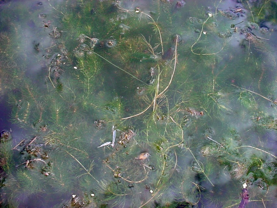 Уруть колосистая (Myriophyllum spicatum),