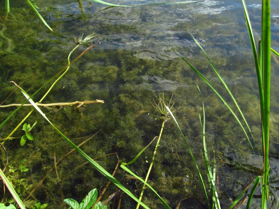 Роголистник кубинский