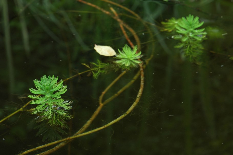 Уруть мутовчатая