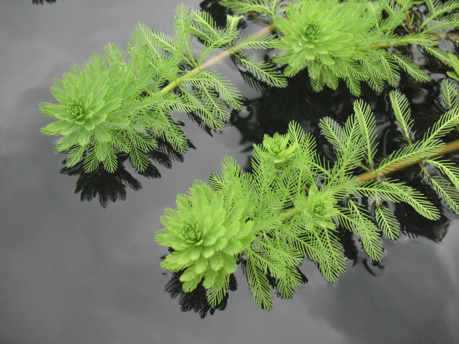Уруть колосистая (Myriophyllum spicatum),