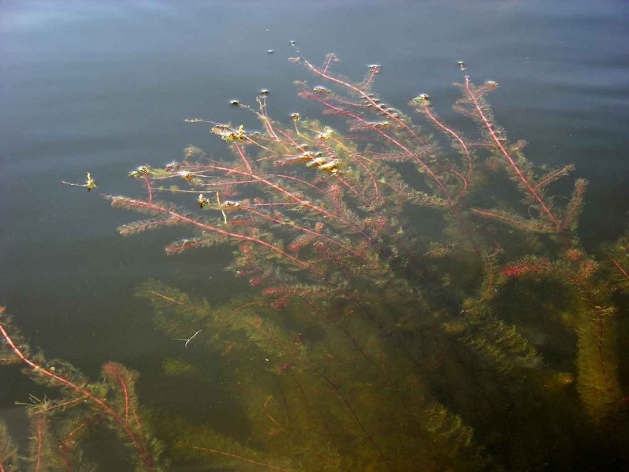 Уруть мутовчатая