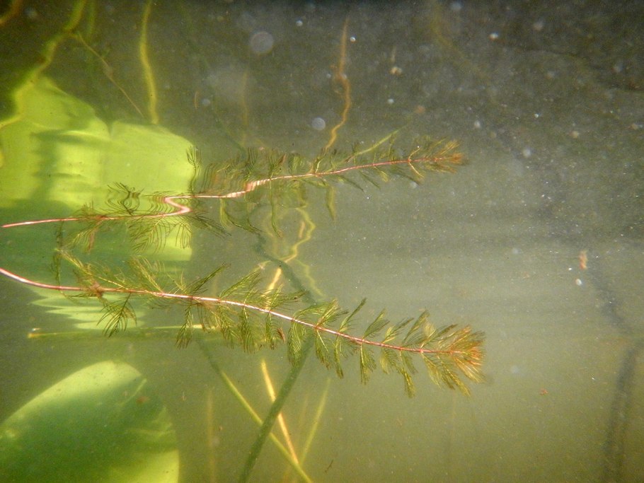 Рдест гребенчатый