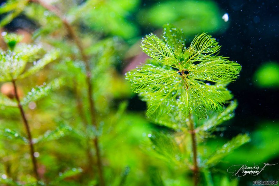 Уруть колосистая - Myriophýllum spicátum