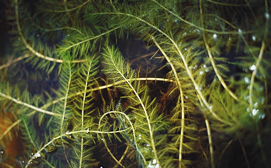 Турион на Уруть