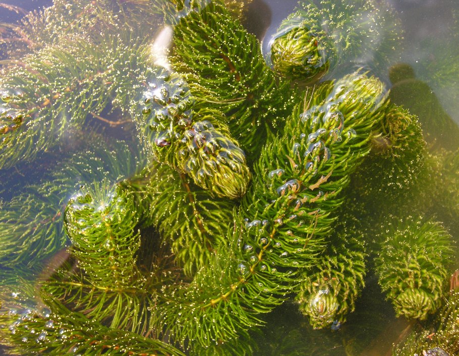 Водоросли белого моря фукус