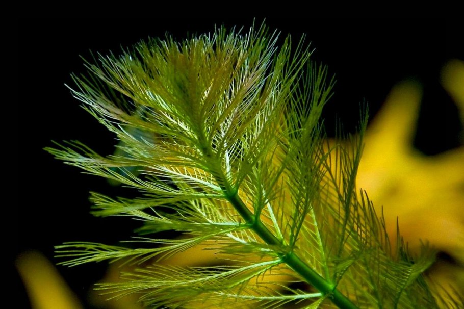 Уруть колосистая (Myriophyllum spicatum),