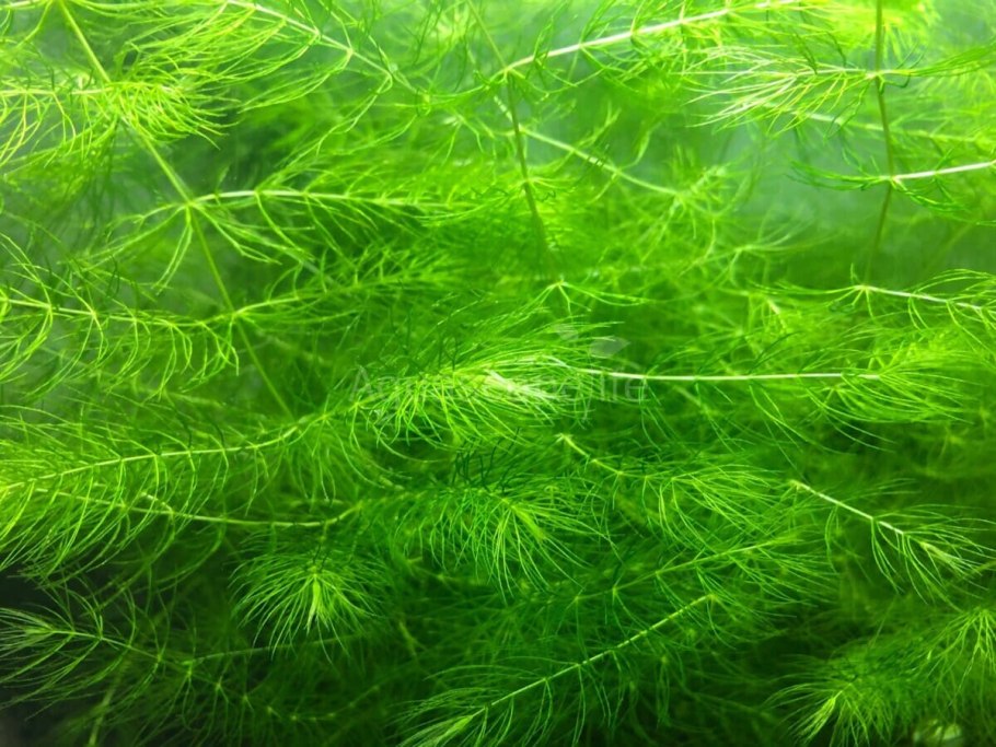 Роголистник аквариумное растение