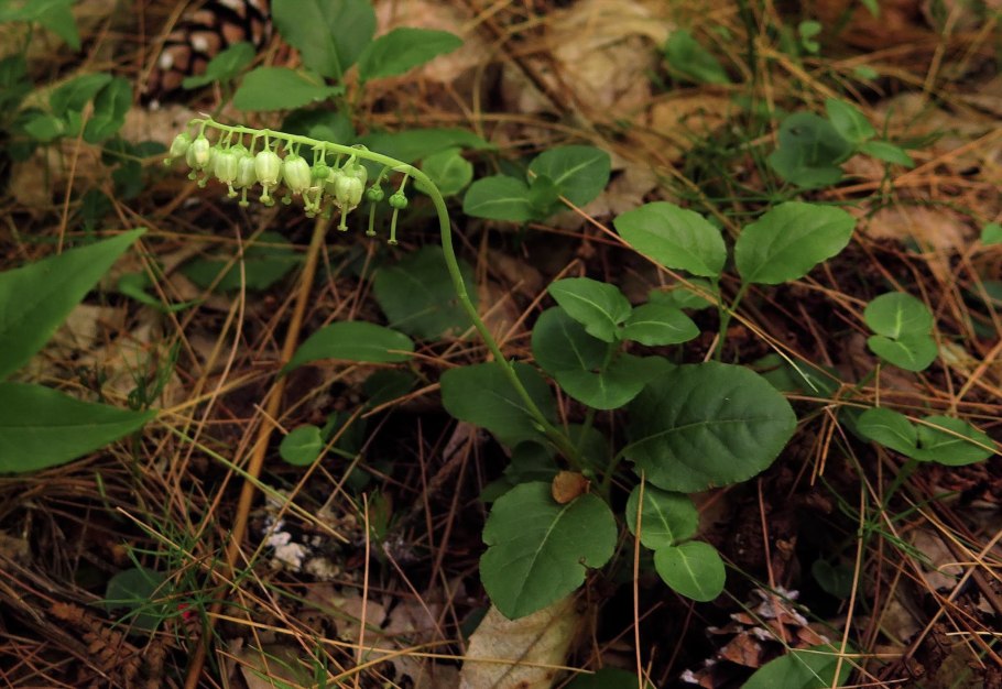 Ортилия однобокая (Orthilia secunda)