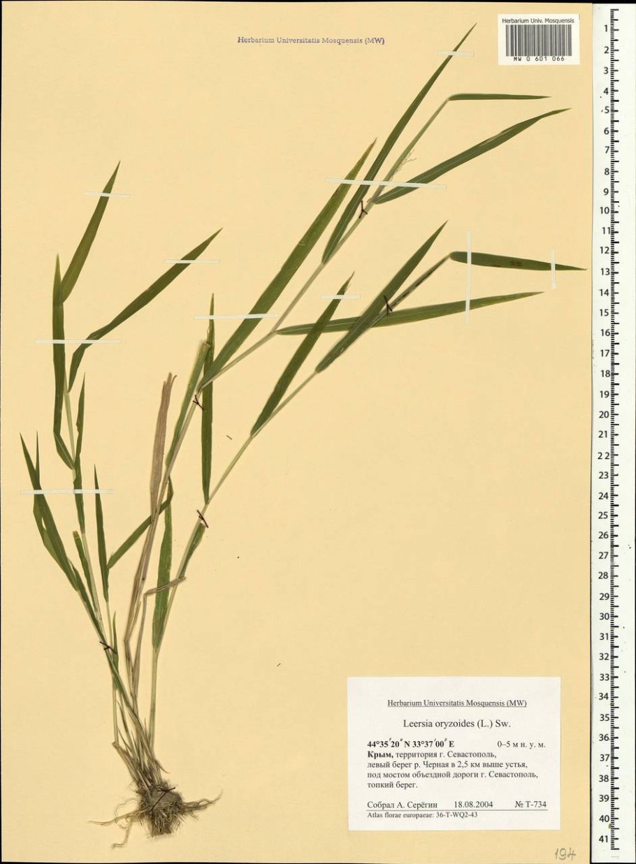 Леерсия шеститычинковая