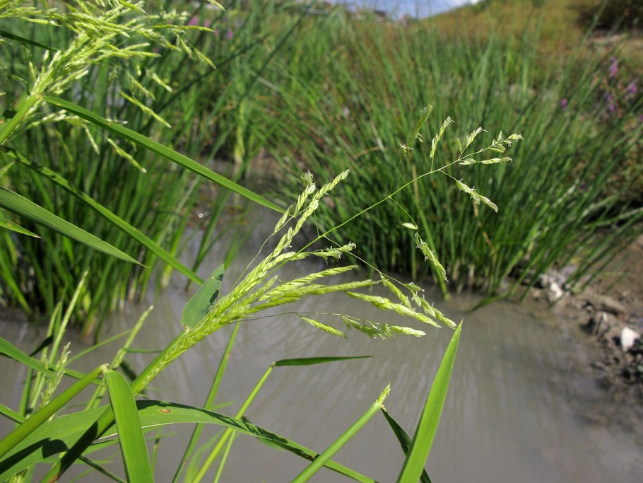 Леерсия рисовидная