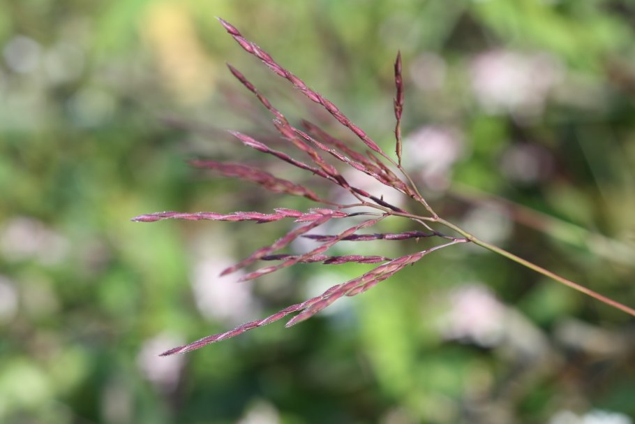 Echinochloa oryzoides ARD. Koss