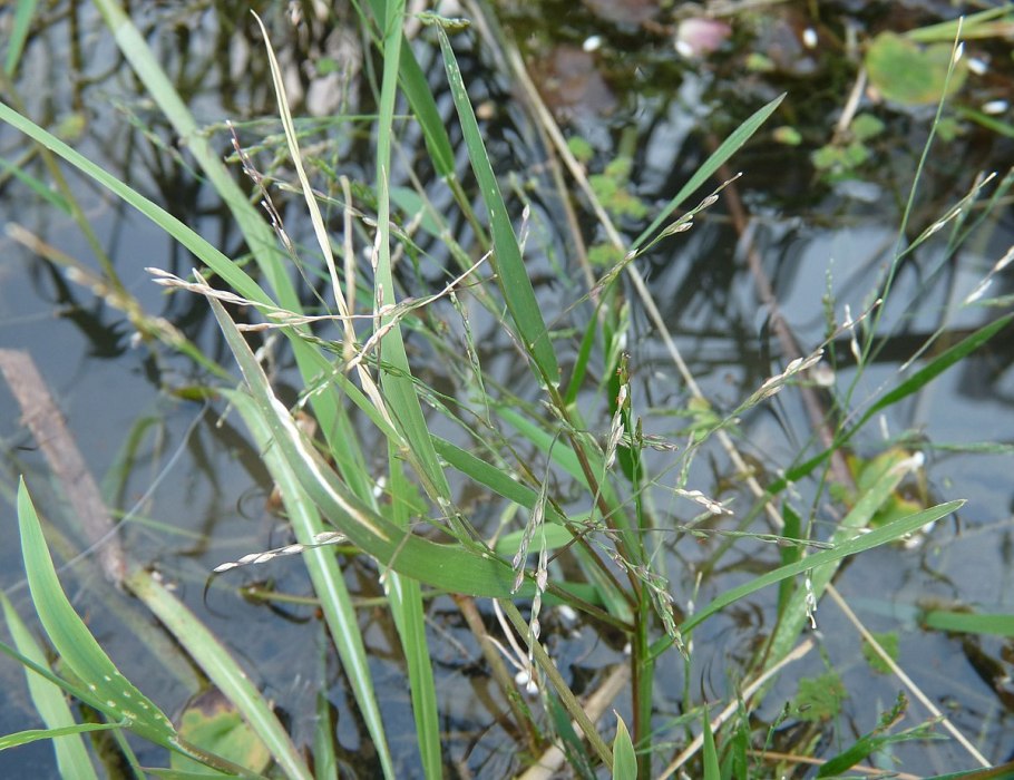 Колосок Leersia oryzoides