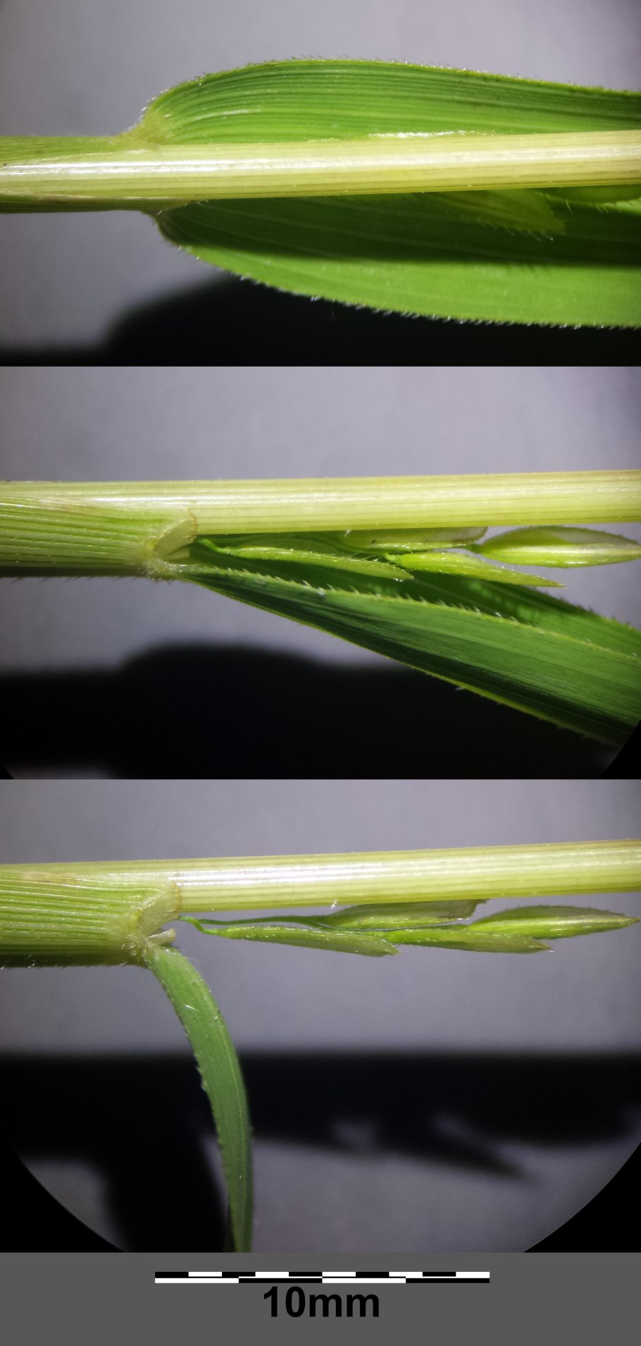 Deschampsia cespitosa subsp