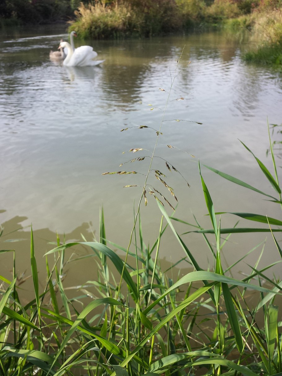 Манник glyceria