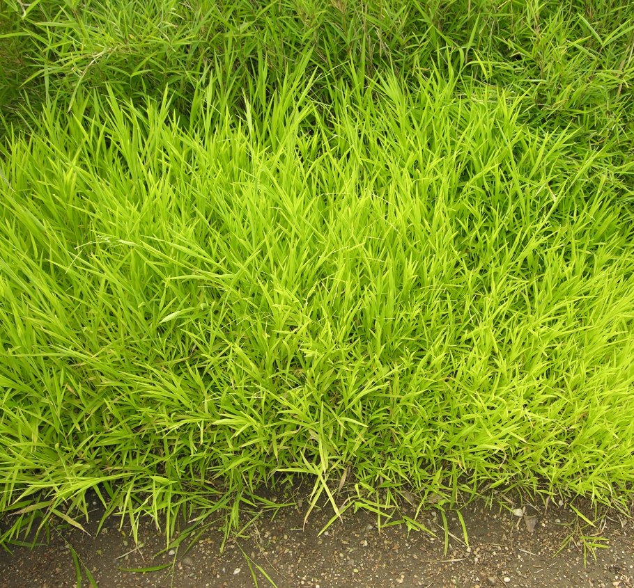 Семейство Мятликовые (злаки) Poáceae (Gramíneae)