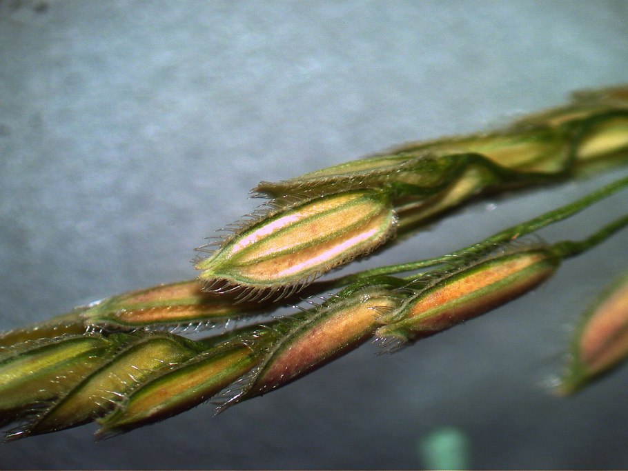 Echinochloa oryzoides ARD. Koss
