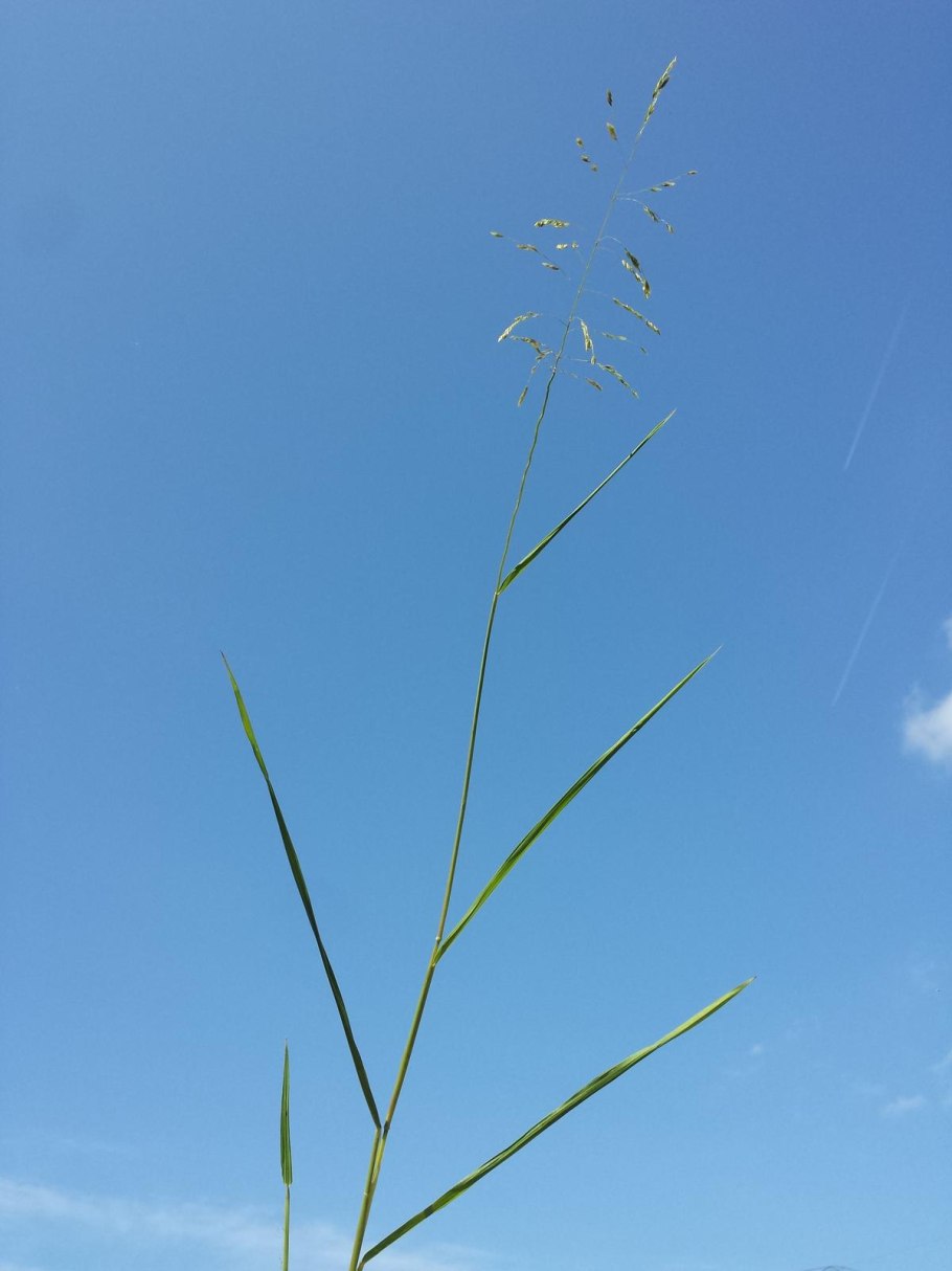 Леерсия рисовидная фото