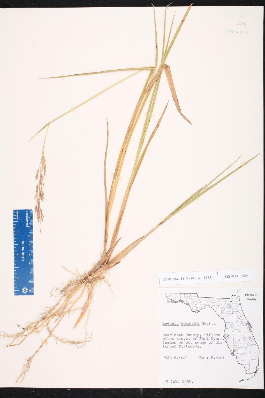 Мятлик сибирский