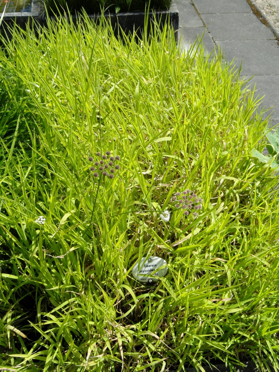 Леерсия шеститычинковая