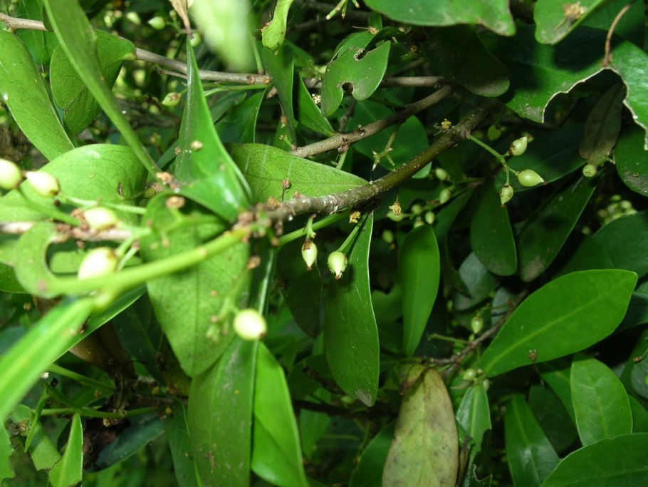 Daphnopsis racemosa