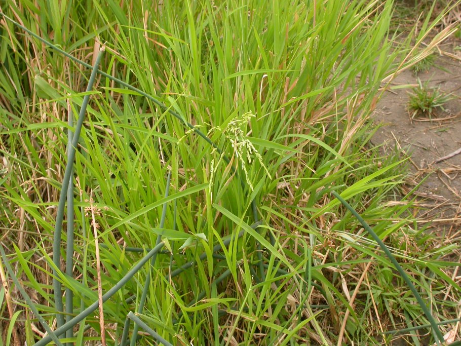 Леерсия рисовидная