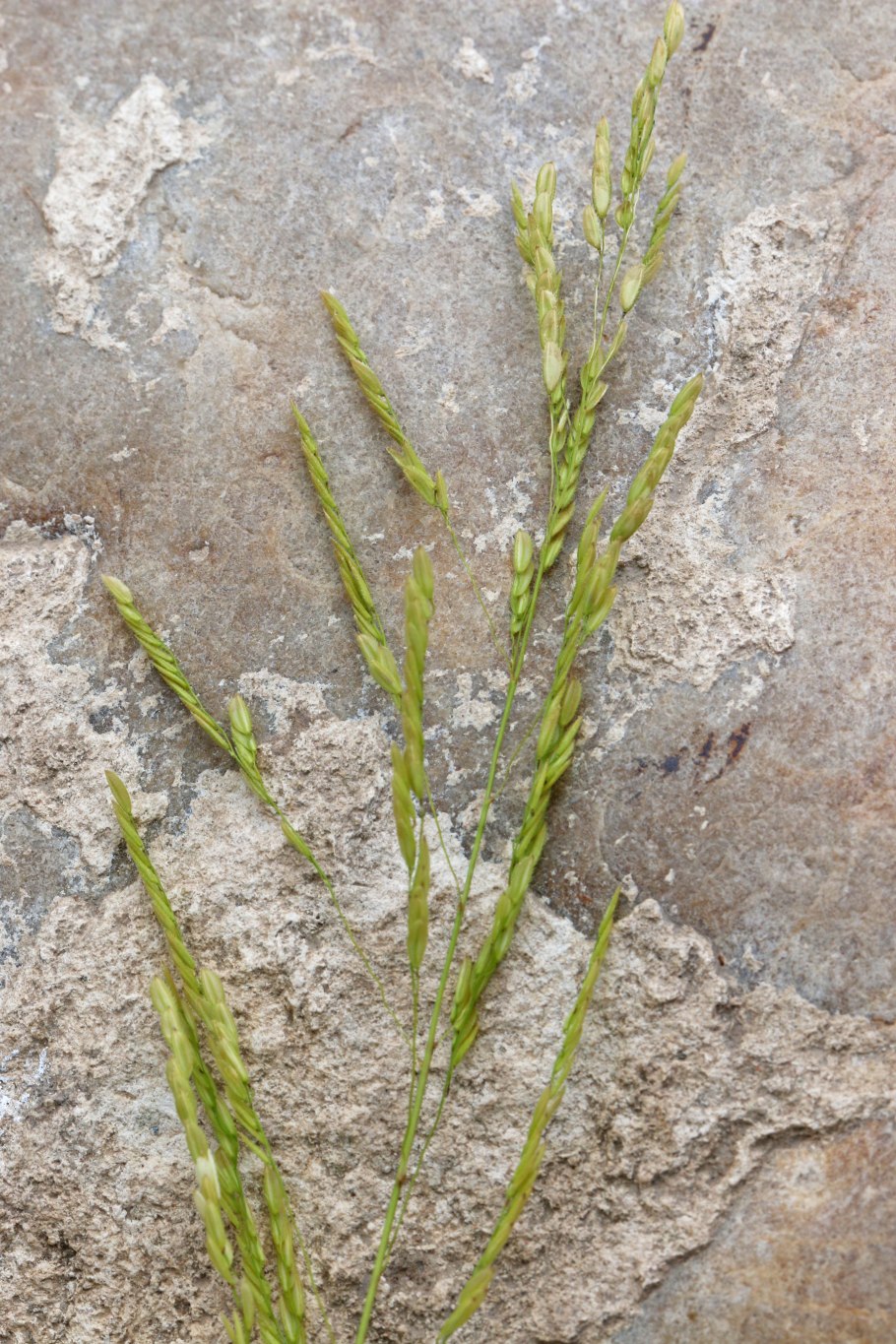 Дербенник Плакун