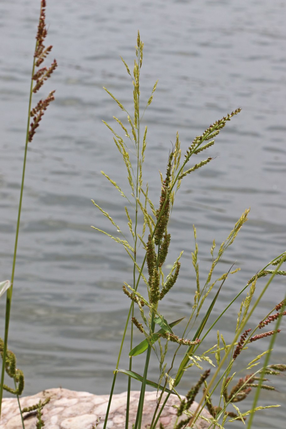 Phalaris arundinacea