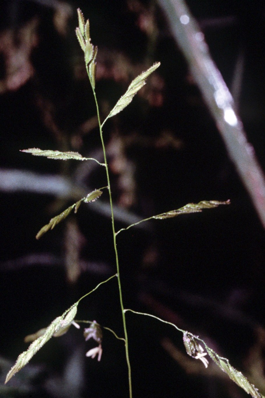 Microstegium vimineum