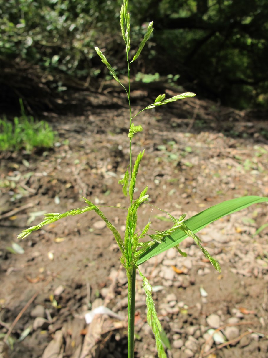 Daphnopsis Brasiliensis